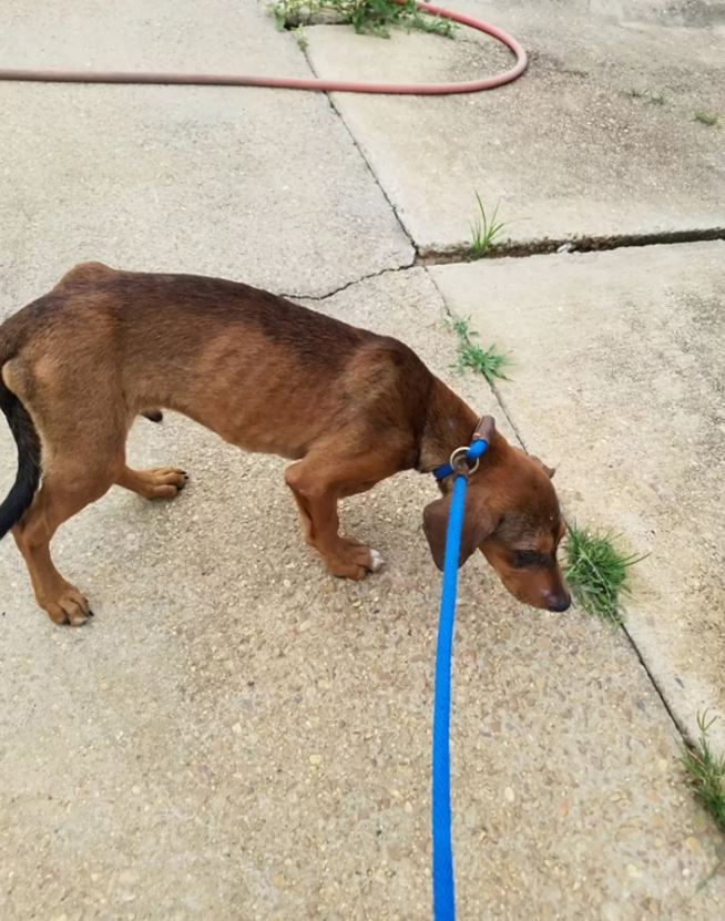 Abandoned puppy clings to hope for a week, awaits owner's return alongside chair and TV 4