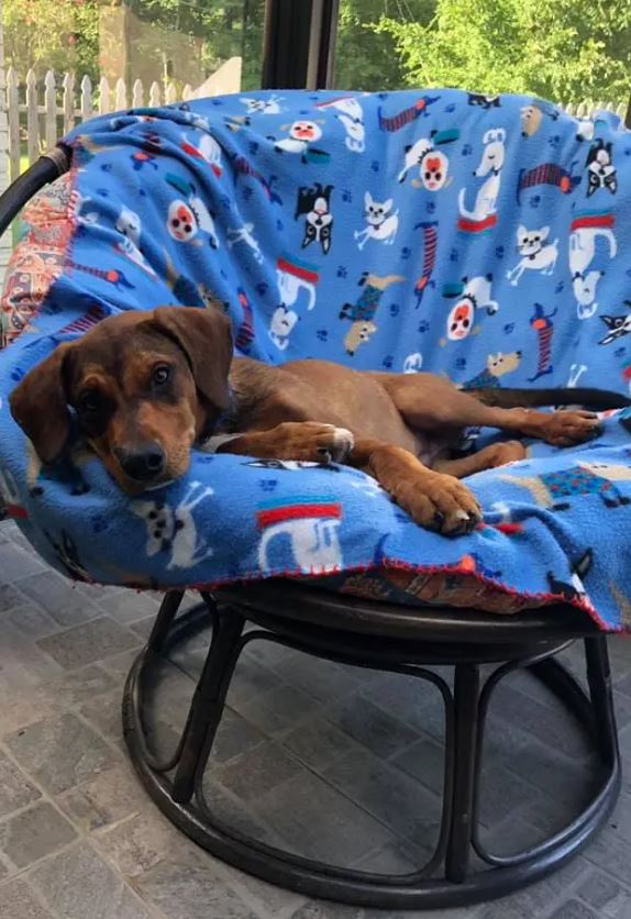 Abandoned puppy clings to hope for a week, awaits owner's return alongside chair and TV 6