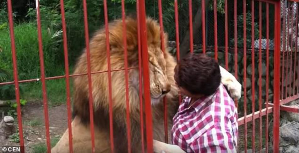 After two decades, lion shares emotional goodbye with his rescuer 1