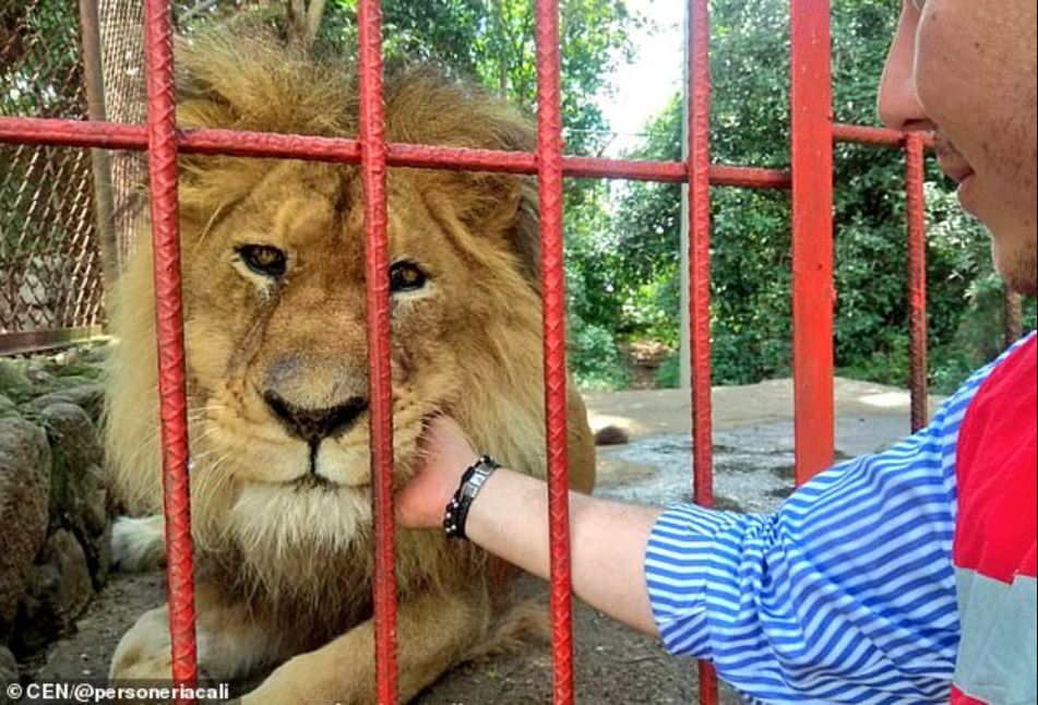 After two decades, lion shares emotional goodbye with his rescuer 2