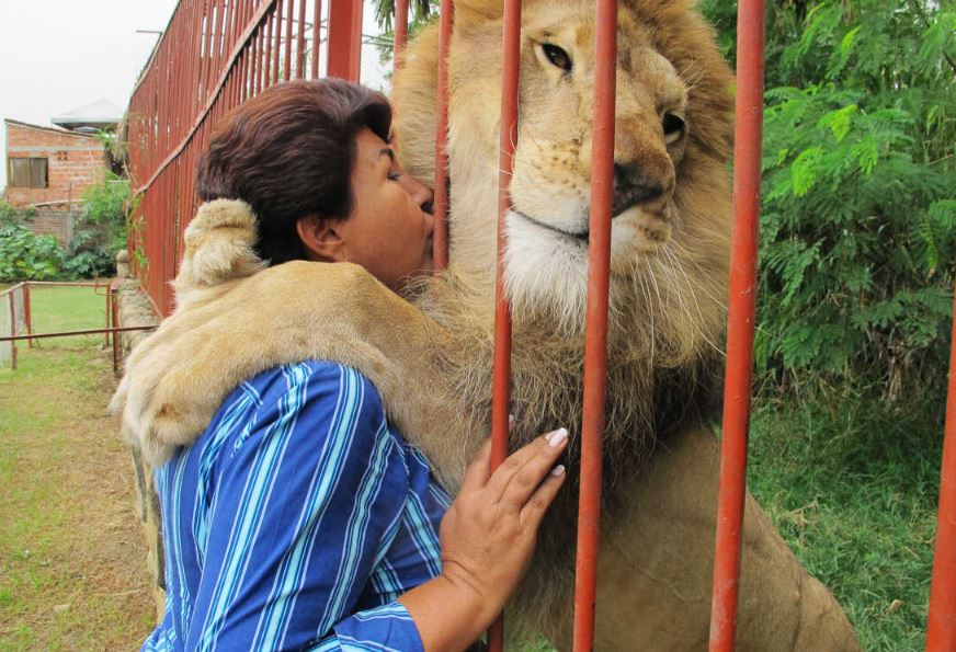 After two decades, lion shares emotional goodbye with his rescuer 4