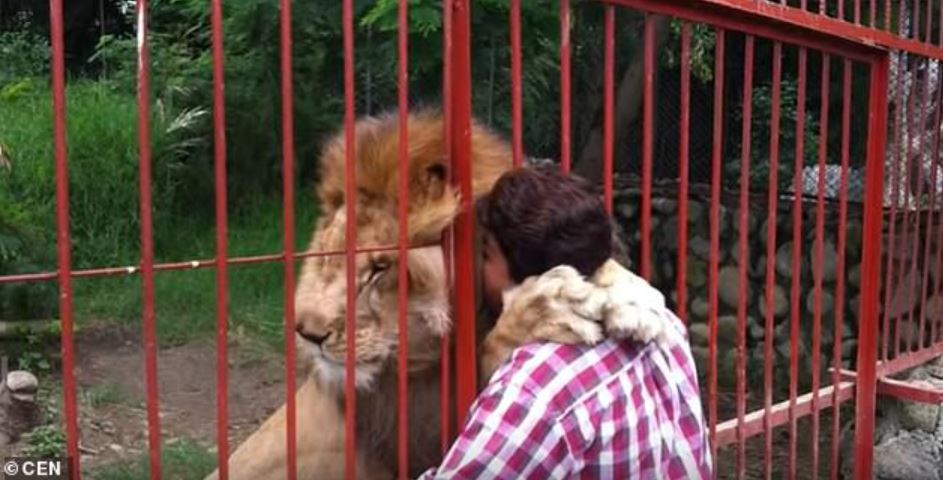 After two decades, lion shares emotional goodbye with his rescuer 5