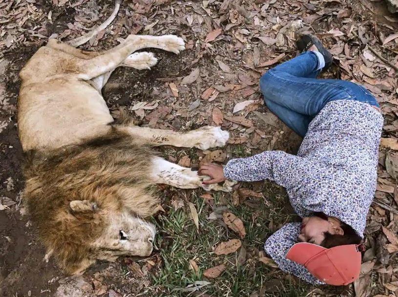 After two decades, lion shares emotional goodbye with his rescuer 3