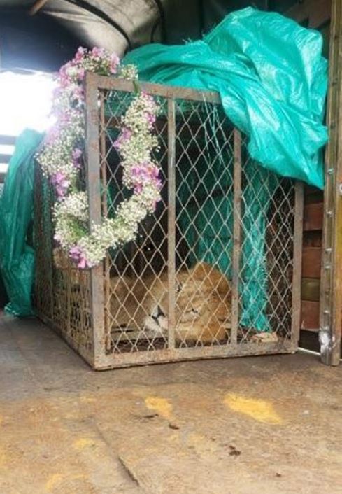 After two decades, lion shares emotional goodbye with his rescuer 6