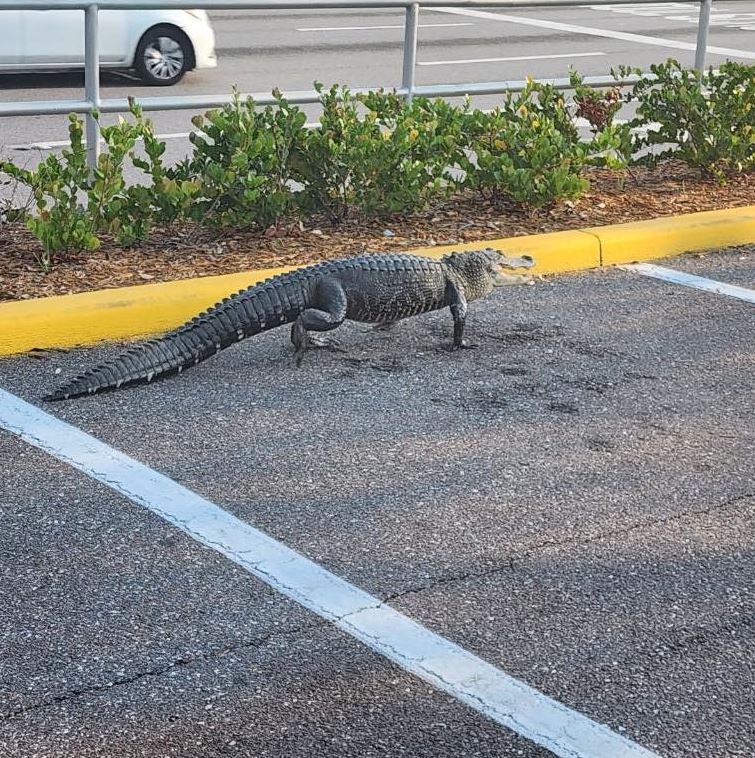 Alligator visits Florida Publix, Officers joke he's there to 'pick up a pub sub' sandwich 1