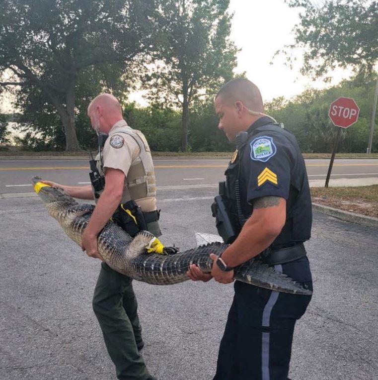 Alligator visits Florida Publix, Officers joke he's there to 'pick up a pub sub' sandwich 2