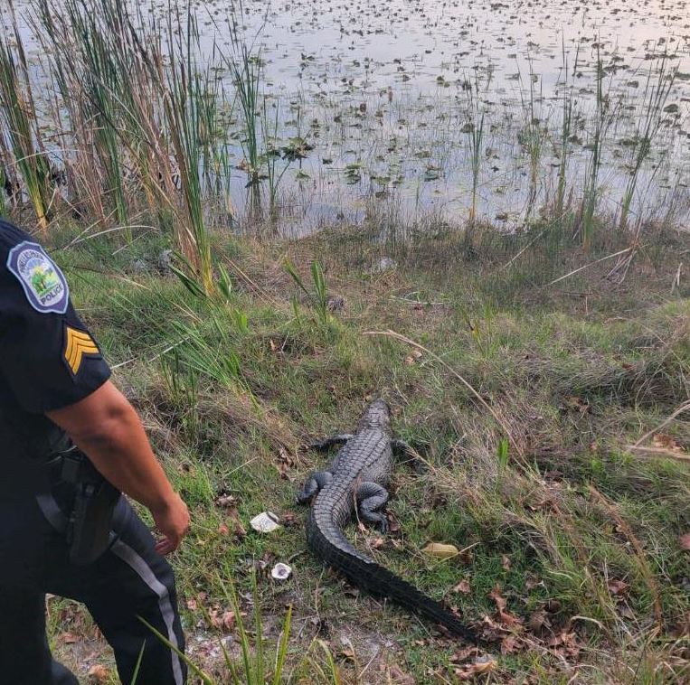 Alligator visits Florida Publix, Officers joke he's there to 'pick up a pub sub' sandwich 3