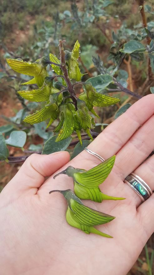 Remarkable Australian flower resembles the graceful flight of a hummingbird 1