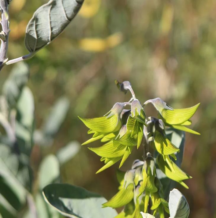 Remarkable Australian flower resembles the graceful flight of a hummingbird 4