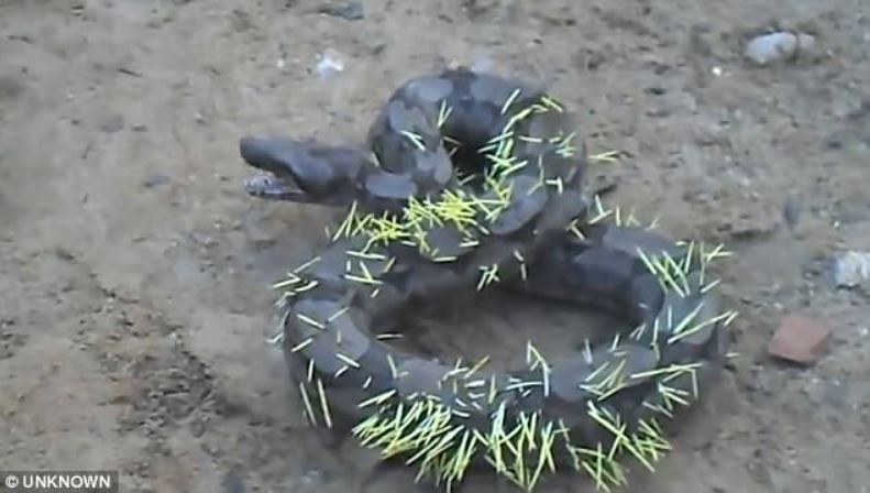 Snake regrets attacking porcupine and suffers piercing consequences 1