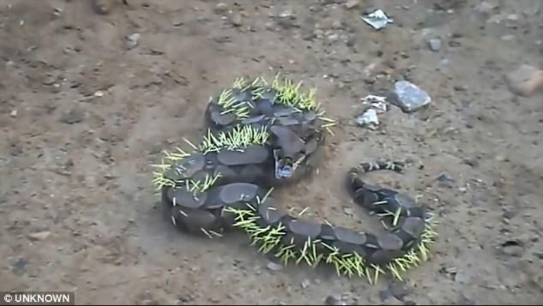 Snake regrets attacking porcupine and suffers piercing consequences 2