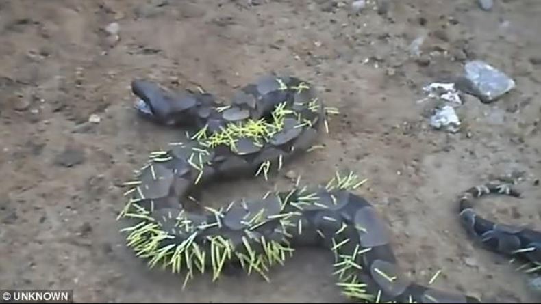 Snake regrets attacking porcupine and suffers piercing consequences 3