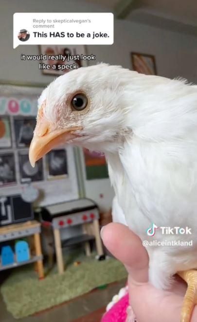 Teacher successfully hatches chicks from eggs purchased at Trader Joe's 3