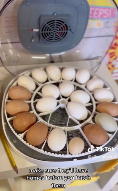 Teacher successfully hatches chicks from eggs purchased at Trader Joe's 4