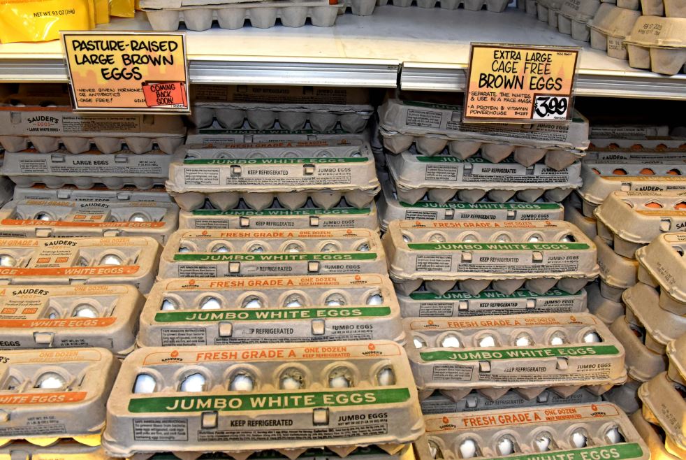 Teacher successfully hatches chicks from eggs purchased at Trader Joe's 5