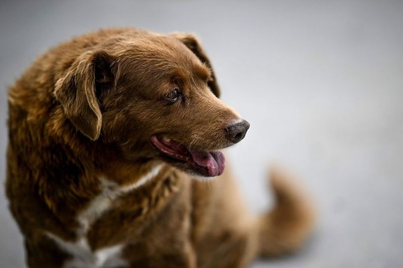 World's oldest dog celebrates 31st birthday 2