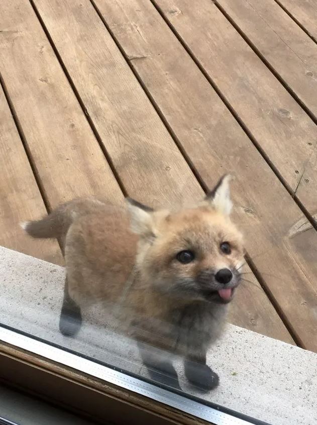 Adorable baby foxes turn grandma's porch into their playful haven 1