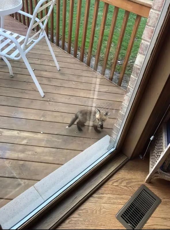 Adorable baby foxes turn grandma's porch into their playful haven 2