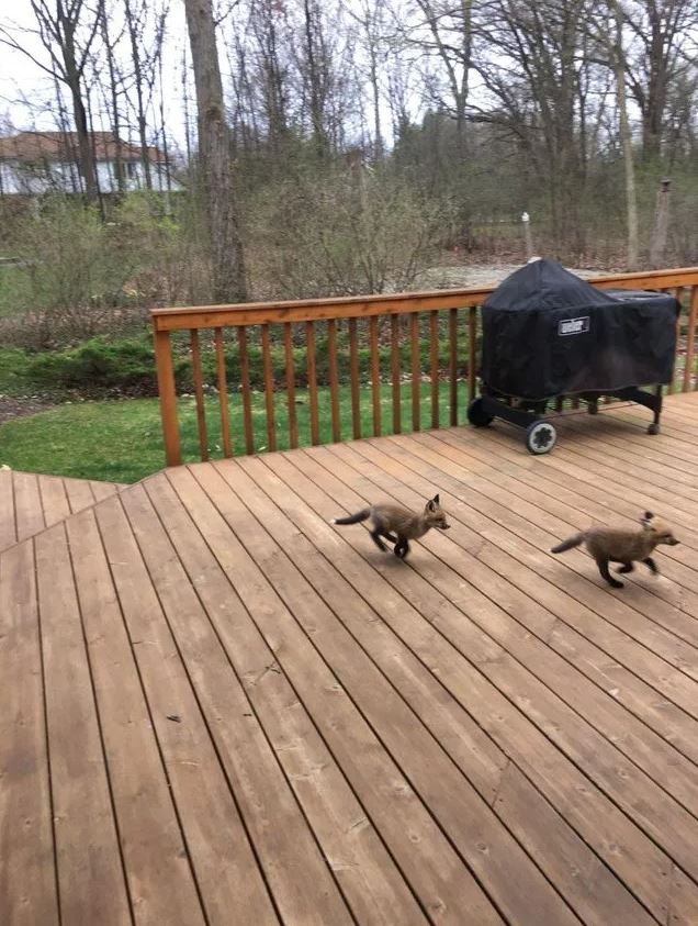 Adorable baby foxes turn grandma's porch into their playful haven 3
