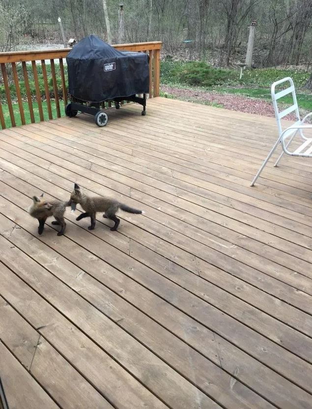 Adorable baby foxes turn grandma's porch into their playful haven 4