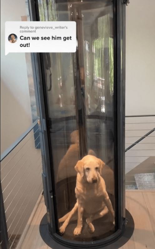 Family constructs elevator for elderly dog unable to use stairs 3