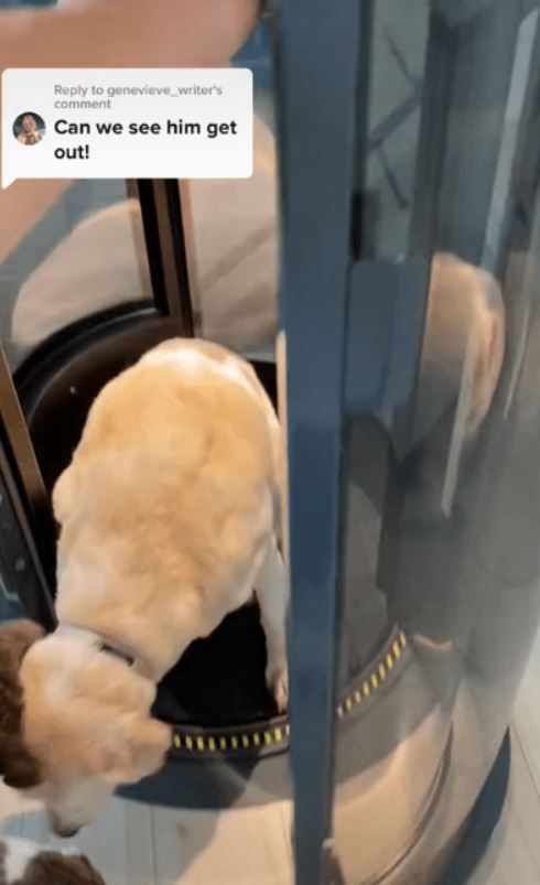 Family constructs elevator for elderly dog unable to use stairs 4