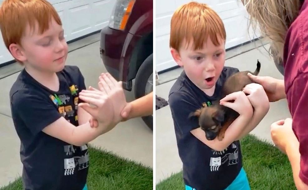 Grandma surprises boy saving for a puppy with a heartwarming gift 2
