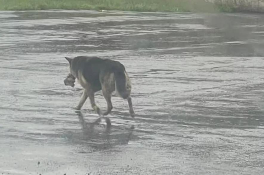 Heartwarming rescue: German shepherd found alone in the rain embracing stuffed animal reunited with beloved toy 1