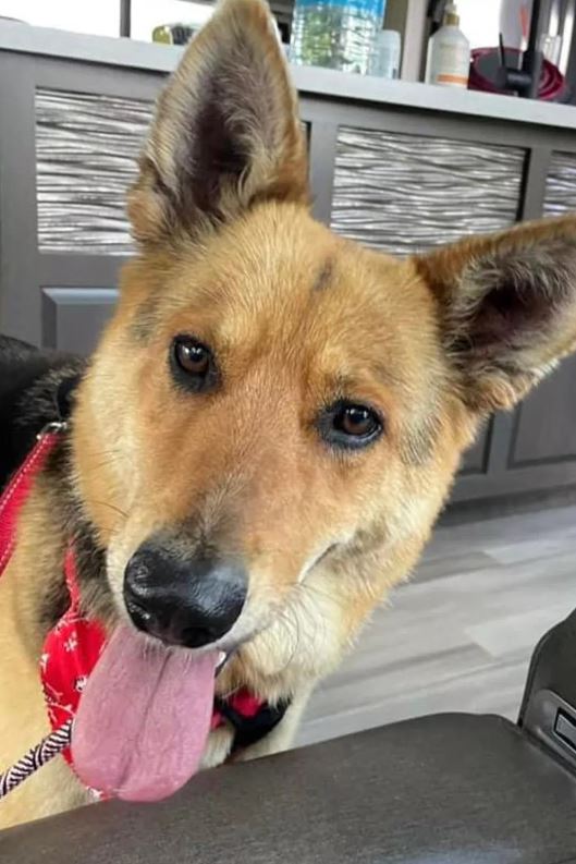 Heartwarming rescue: German shepherd found alone in the rain embracing stuffed animal reunited with beloved toy 2
