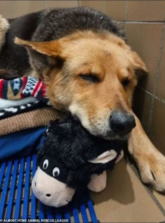 Heartwarming rescue: German shepherd found alone in the rain embracing stuffed animal reunited with beloved toy 4