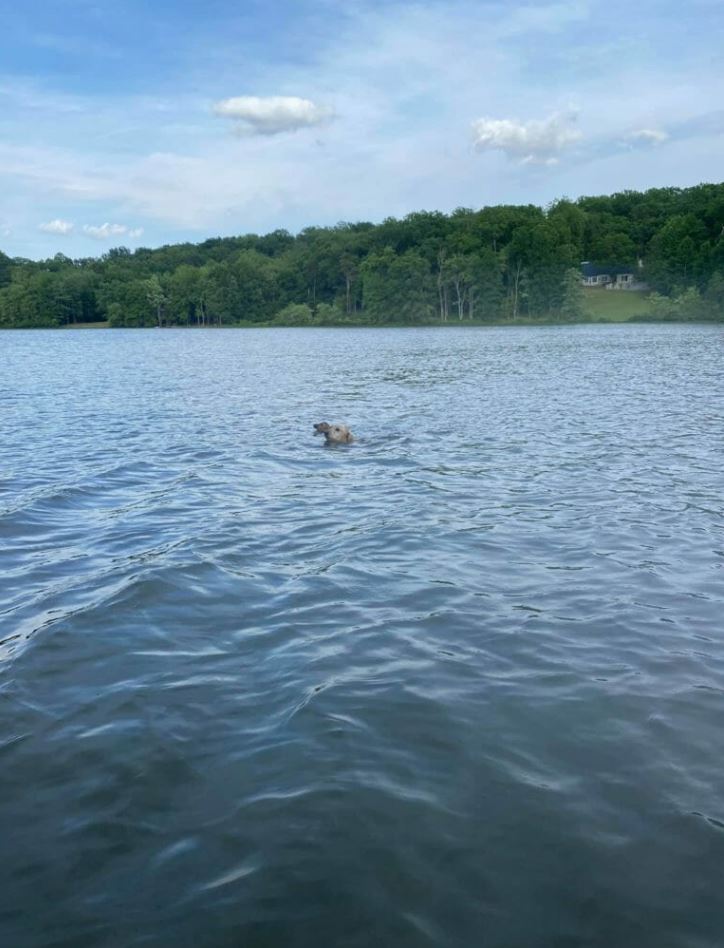 Heroic dog rescues drowning baby deer in a fearless leap, forming an unbreakable bond 1