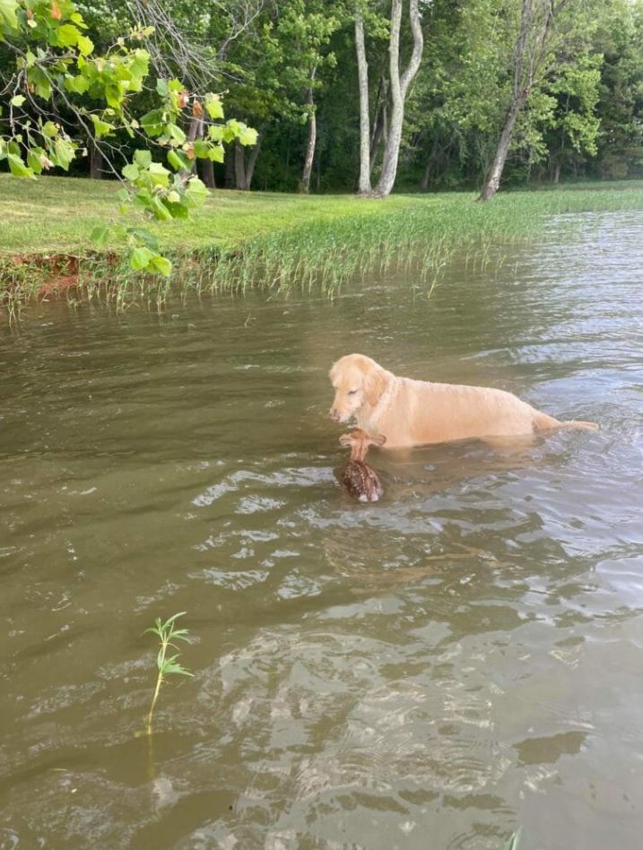 Heroic dog rescues drowning baby deer in a fearless leap, forming an unbreakable bond 2