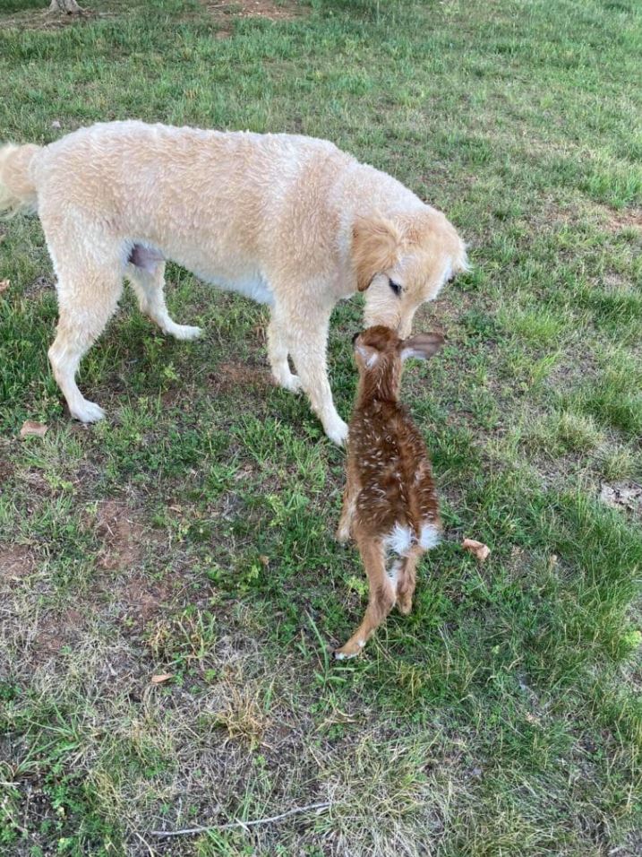 Heroic dog rescues drowning baby deer in a fearless leap, forming an unbreakable bond 3