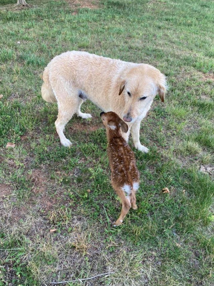 Heroic dog rescues drowning baby deer in a fearless leap, forming an unbreakable bond 4