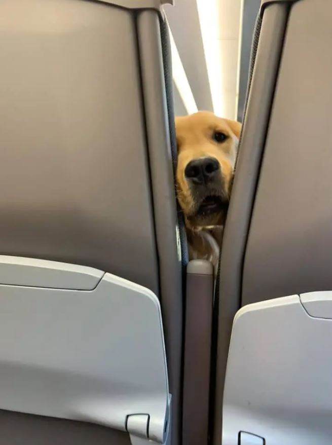  Puppy's playful antics delight passengers in the rear 1