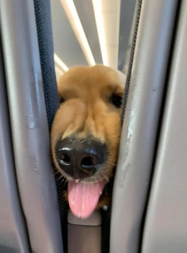  Puppy's playful antics delight passengers in the rear 6