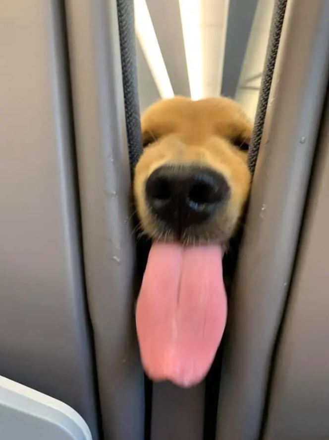  Puppy's playful antics delight passengers in the rear 8