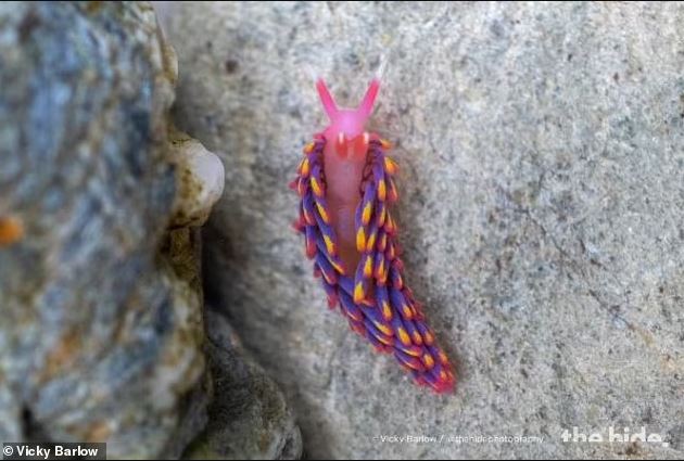 Rock pooler uncovers breathtaking rainbow sea slug in south cornwall 1