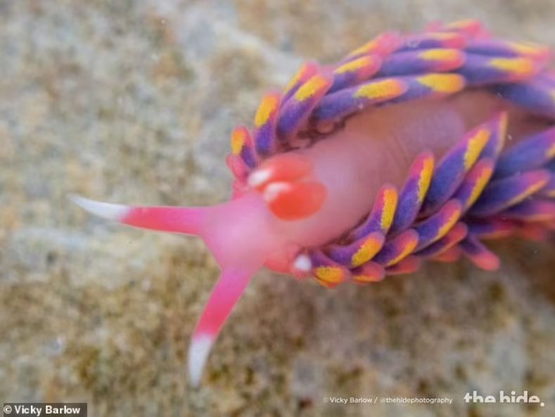 Rock pooler uncovers breathtaking rainbow sea slug in south cornwall 2