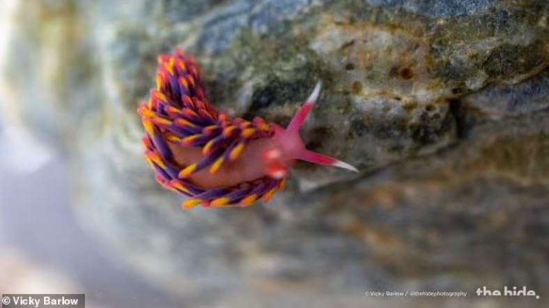 Rock pooler uncovers breathtaking rainbow sea slug in south cornwall 3