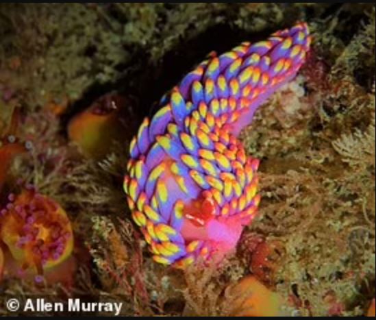 Rock pooler uncovers breathtaking rainbow sea slug in south cornwall 4