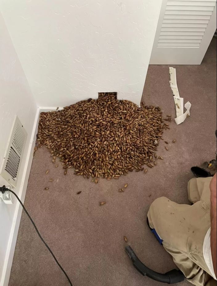 Nick Castro was called to a residence in response to a woodpecker causing damage. Image Credits: NICK’S EXTREME PET CONTROL