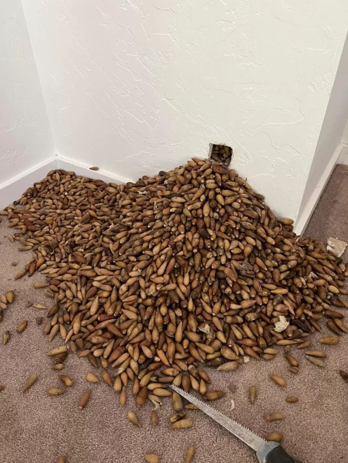 The house was covered in holes from the woodpecker dropping acorns into the walls. Image Credits: NICK’S EXTREME PET CONTROL