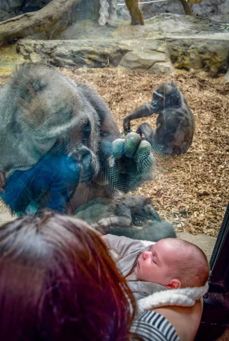 Gorilla at zoo Introduces her baby to mother and newborn through glass partition 2