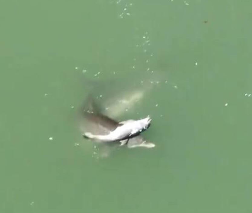Mother dolphin's grief-stricken dance over her d.ead baby 1