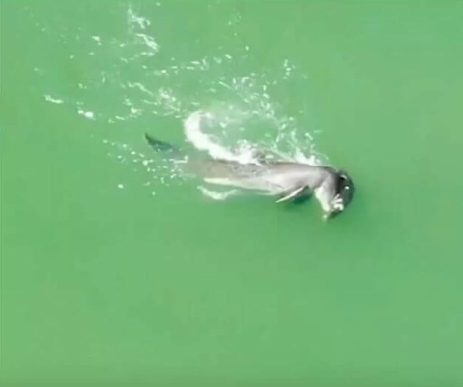 Mother dolphin's grief-stricken dance over her d.ead baby 2