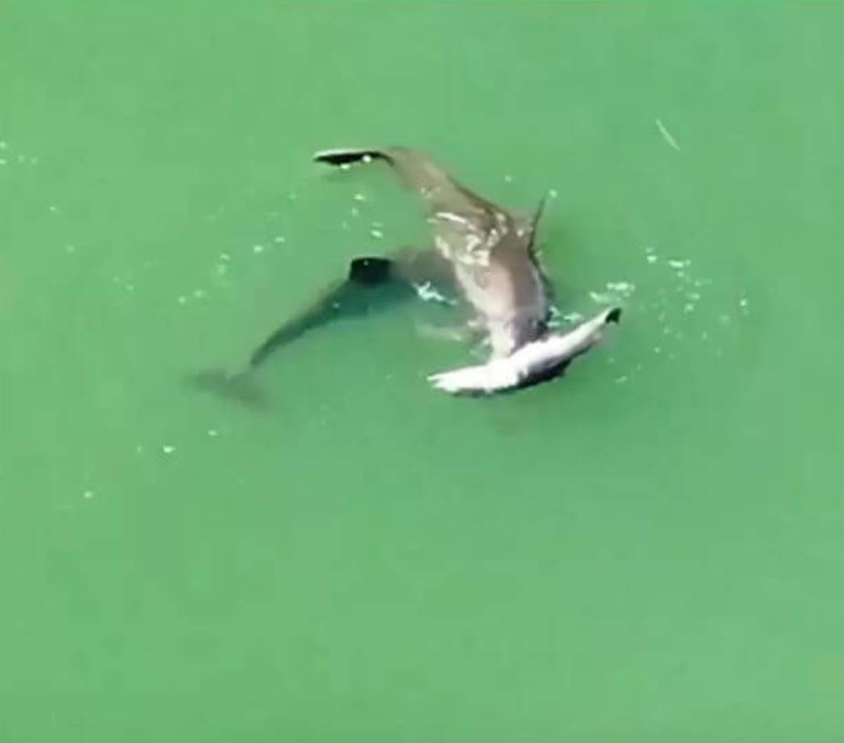 Mother dolphin's grief-stricken dance over her d.ead baby 3