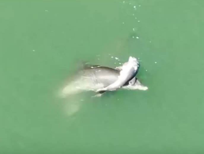 Mother dolphin's grief-stricken dance over her d.ead baby 4