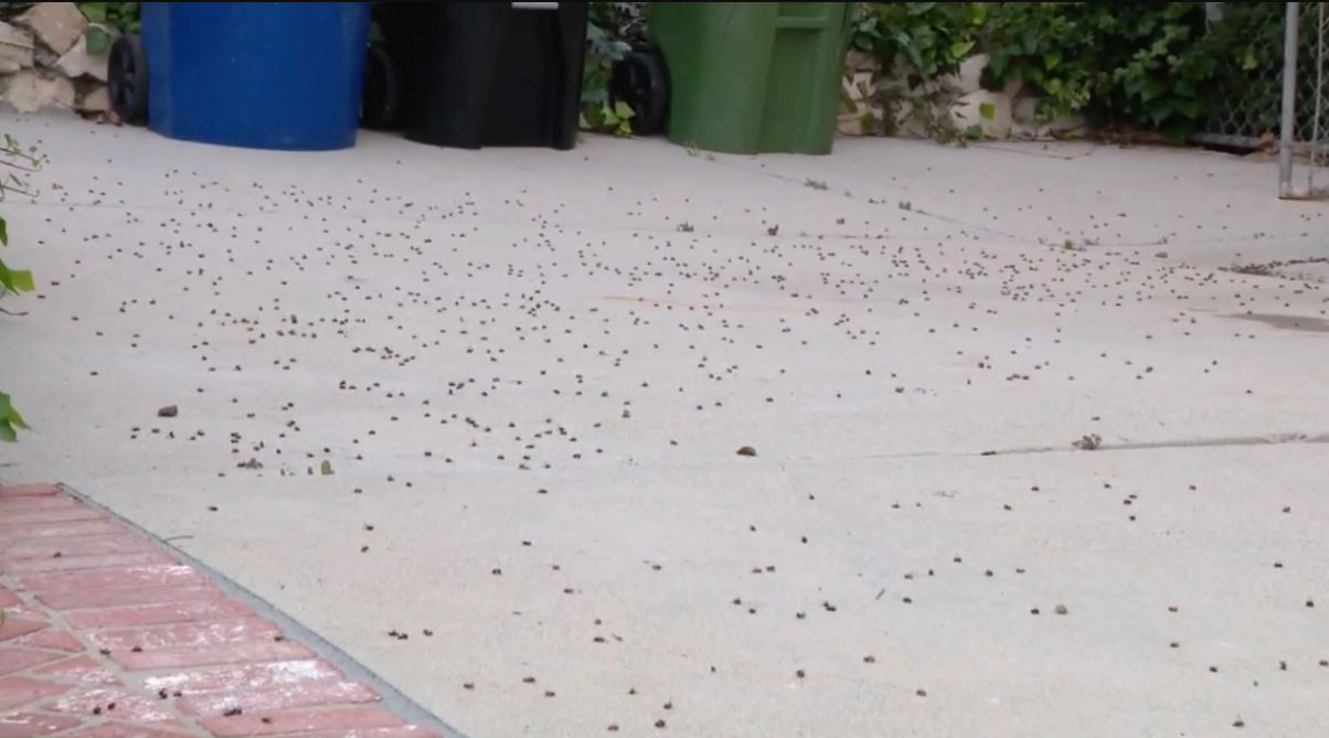 Police Officer collapses on live TV following bee attack from massive swarm 4