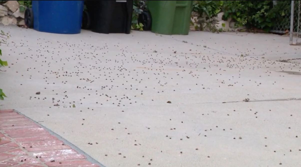 Police Officer collapses on live TV following attack from ‘cloud of hundreds of bees’ 4